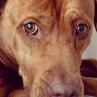 You Can Now Adopt Dogs For Free In Baltimore County