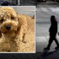 <p>Cambridge Police are looking for a suspect who assaulted a woman an stole her dog on Monday, Dec. 5</p>