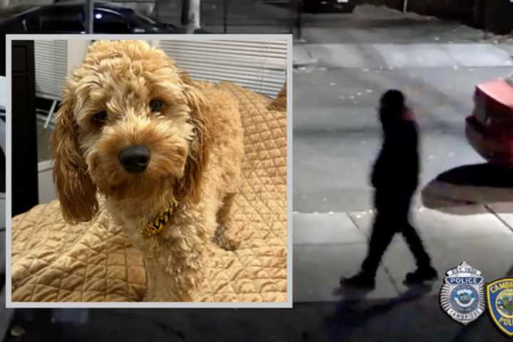 Male Suspect Wanted For Attacking Woman, Stealing Dog In Cambridge: Police