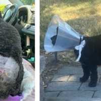 Unleashed Pit Bulls Attack Cockapoo At North Shore Park; Owner Sought By Police