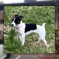 MISSING DOG: Help Montgomery Fire & EMS Reunite Reecy With Her Owner