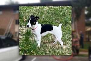 MISSING DOG: Help Montgomery Fire & EMS Reunite Reecy With Her Owner