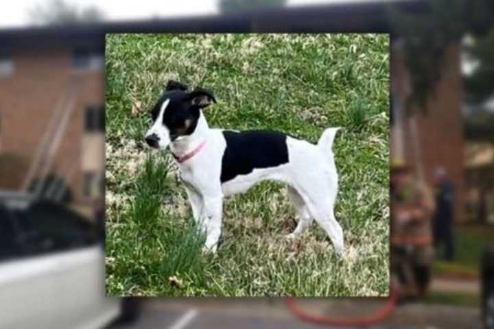 MISSING DOG: Help Montgomery Fire & EMS Reunite Reecy With Her Owner