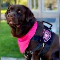 Police In Western Mass Mourn Loss Of Comfort Dog Winston Before His Second Birthday