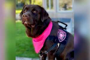 Police In MA Mourn Loss Of Comfort Dog Winston Before His Second Birthday