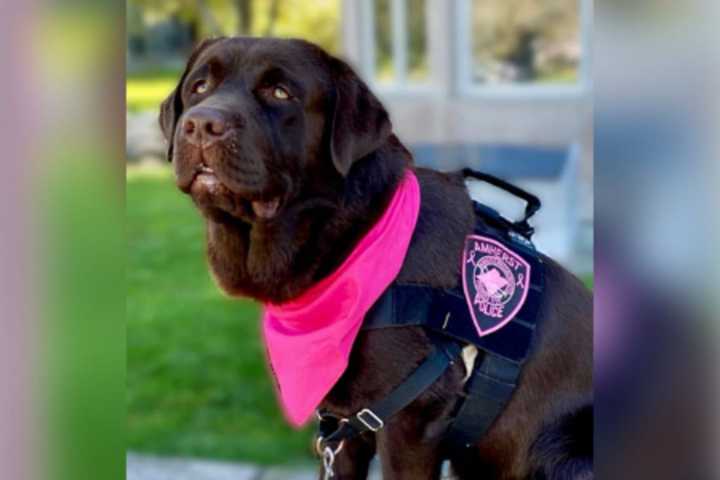 Amherst Police Mourn Loss Of Comfort Dog Winston Before His Second Birthday