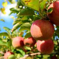 Massachusetts Has One Of Best Places To Go Apple Picking Nationwide: Report
