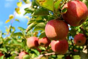 Massachusetts Has One Of Best Places To Go Apple Picking Nationwide: Report