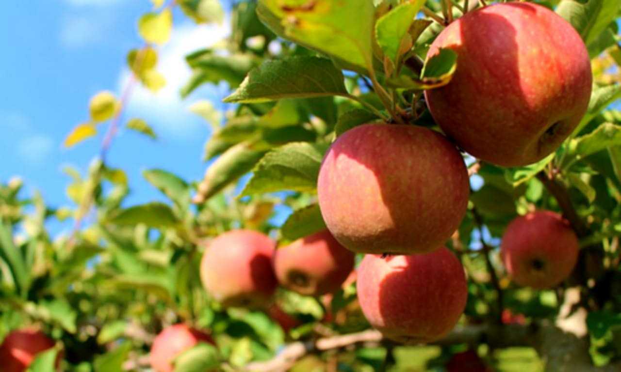 Massachusetts Has One Of Best Places To Go Apple Picking Nationwide ...