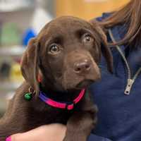 'Unstoppable' Puppy Makes Cross-Country Trek For Lifesaving Surgery In Mass