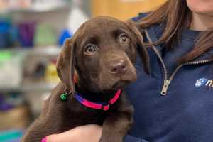 'Unstoppable' Puppy Makes Cross-Country Trek For Lifesaving Surgery In Mass