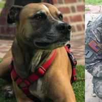 Lovey Dog That 'Saved' Massachusetts Soldier's Life Needs Emergency Surgery