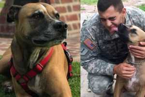 Lovey Dog That 'Saved' Massachusetts Soldier's Life Needs Emergency Surgery