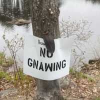 <p>Sterling Police found the tail nailed to the &quot;Beavers No Gnawing&quot; sign on a tree along Justice Hill Cutoff at Stuart Pond.</p>