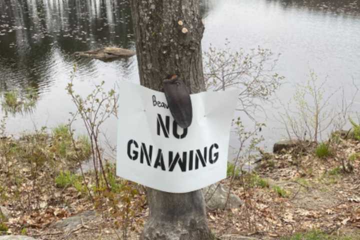 Residents Feel 'Awful' After Beaver Tail Found Nailed To Tree In Central Mass