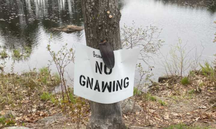 Sterling Police found the tail nailed to the &quot;Beavers No Gnawing&quot; sign on a tree along Justice Hill Cutoff at Stuart Pond.