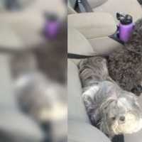 2 Dogs Rescued In Prince George's County From Stolen DC Vehicle: Police