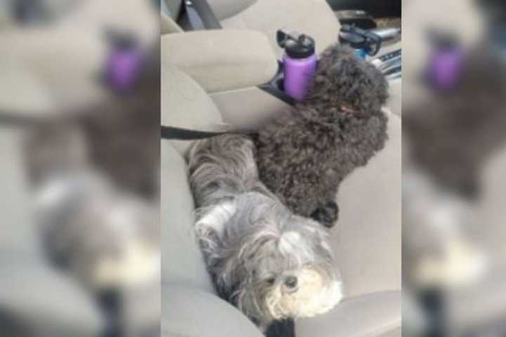 2 Dogs Rescued In Prince George's County From Stolen DC Vehicle: Police