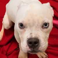 RECOGNIZE ME? Abandoned Pit Bull Puppy Found Stranded Near Boston Cemetery