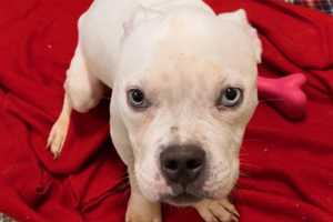 RECOGNIZE ME? Abandoned Pit Bull Puppy Found Stranded Near Boston Cemetery