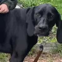 North Shore Towns Come Together To Help Family Who Lost Dog In Newbury Fire