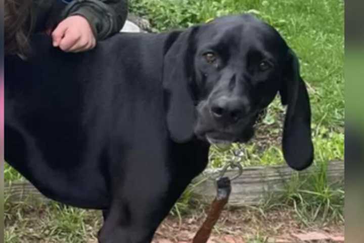 North Shore Towns Come Together To Help Family Who Lost Dog In Newbury Fire