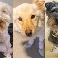 18 Dogs Rescued From 'Unsanitary' Home; Malden Woman Facing Cruelty Charges