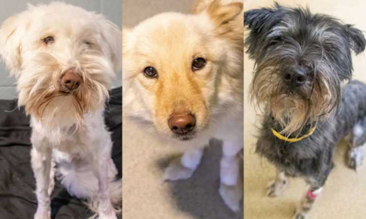 Eighteen dogs were saved from living in a home with &quot;unsanitary conditions&quot; earlier in December.