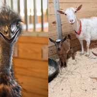 <p>Jerry the emu (left) and a few of the goats (right) at the MSCPA&#x27;s Nevins Farm in Methuen</p>