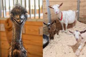 More Than 100 Goats And Jerry The Emu Need 'Special' New Homes, MSPCA Says