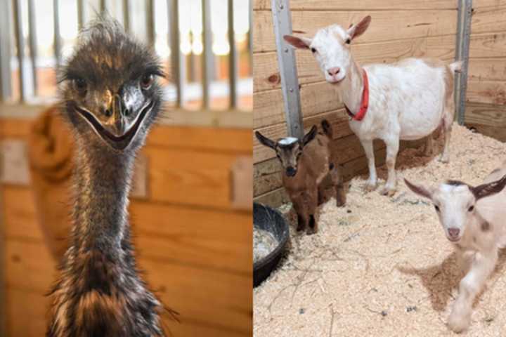 More Than 100 Goats And Jerry The Emu Need 'Special' New Homes, MSPCA Says