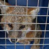 Rabid Fox Found In Central Mass Prompts Potential Health Warning From Police