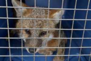 Rabid Fox Found In Sturbridge Prompts Potential Health Warning From Police