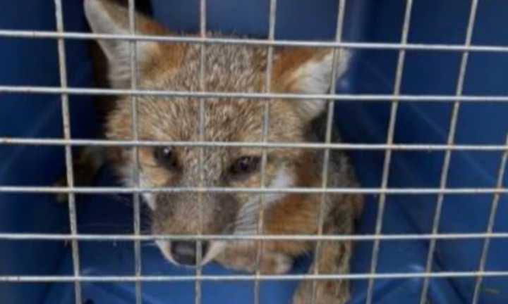 The fox was captured in the Lakewood Trail neighborhood on Wednesday, April 19