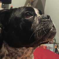 Brockton Family Seeking Justice For 1-Year-Old Dog Fatally Shot By Police