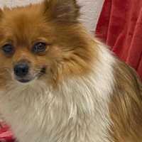 KNOW ME? Dedham Police Seeking Owner Of Pomeranian Abandoned In Extreme Heat