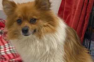 KNOW ME? Dedham Police Seeking Owner Of Pomeranian Abandoned In Extreme Heat