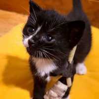 MSPCA: 4-Week-Old Kitten Rescued From Truck Tire Needs Surgery To Keep Leg