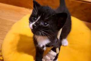 4-Week-Old Kitten Found In Lawrence Will Be 'Wonderful Pet' After Surgery