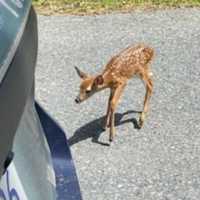 State Trooper Keeps Mama Deer, Baby From Crossing Mass Pike