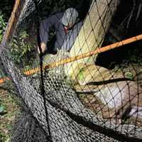 Oh Deer! Hanover Firefighters Free Large Buck Caught In Lacrosse Net