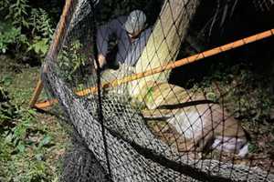 Oh Deer! Hanover Firefighters Free Large Buck Caught In Lacrosse Net