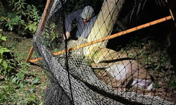 Hanover Fire rescues a deer entangled in a lacrosse net