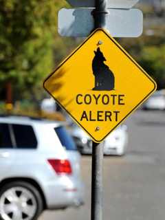 Coyote Sighting Reported Near Congers Elementary School