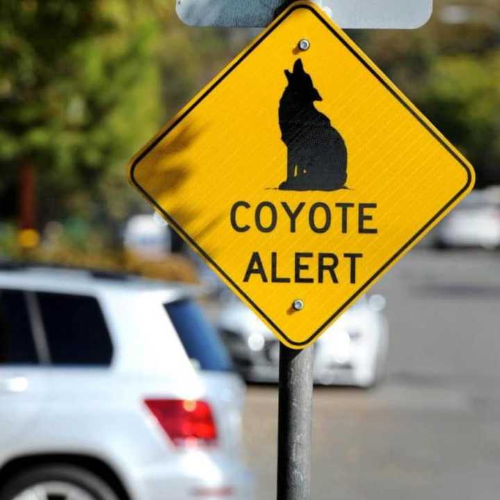 There has been multiple coyote sightings in Fairfield County.