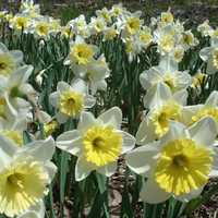 <p>The New Jersey State Botanical Garden in Ringwood is having its annual daffodil planting Oct. 15.</p>