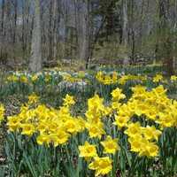 <p>The New Jersey State Botanical Garden in Ringwood is having its annual daffodil planting Oct. 15.</p>