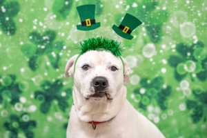 Eastern Mass Pups Hope To Luck Out On St. Patrick's Day With Reduced Adoption Fees