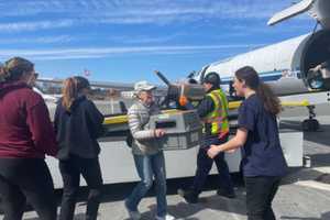 When Cats Fly: 50 Texas Felines Airlifted To Mass In Search Of Forever Homes