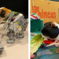 <p>Phineas and Ferb are a bonded pair of guinea pigs up for adoption at MSPCA Cape Cod.</p>